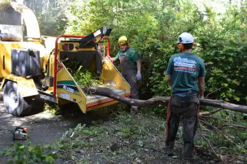 tree services Abilene